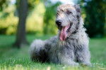 Photo Irish Wolfhound