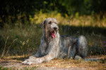Photo Irish Wolfhound