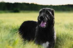 Photo Irish Wolfhound