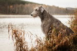 Photo Irish Wolfhound
