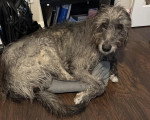 Un Irish Wolfhound allongé dans un panier 