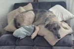 Un Irish Wolfhound allongé sur un canapé et semblant détendu 