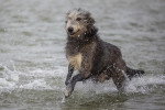 Un Irish Wolfhound courant dans l'eau 