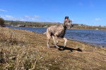 Un Irish Wolfhound courant sur un terrain herbeux et portant un collier autour du cou
