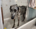 Un Irish Wolfhound dans une baignoire et prenant son bain 