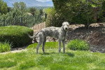 Un Irish Wolfhound sur une surface gazonnée et portant un collier autour du cou 