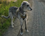 Un Irish Wolfhound sur une route et qui est tenu en laisse