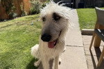 Un Irish Wolfhound assis et tirant la langue