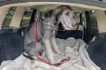 Un Irish Wolfhound assis dans le coffre d'une  voiture