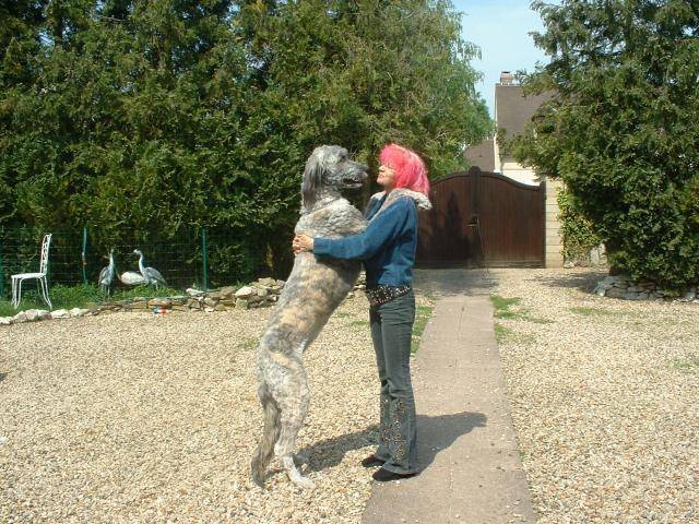 syntaxe, mon irish wolfhuond ---- LEVRIER IRLANDAIS - Irish Wolfhound