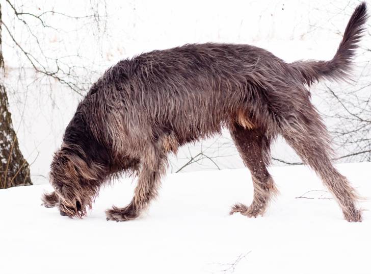 Photo Irish Wolfhound