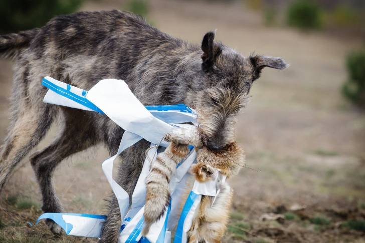 Photo Irish Wolfhound