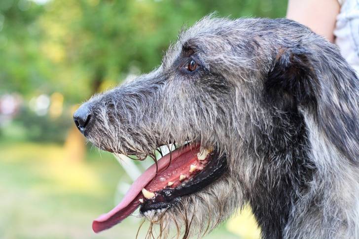 Photo Irish Wolfhound