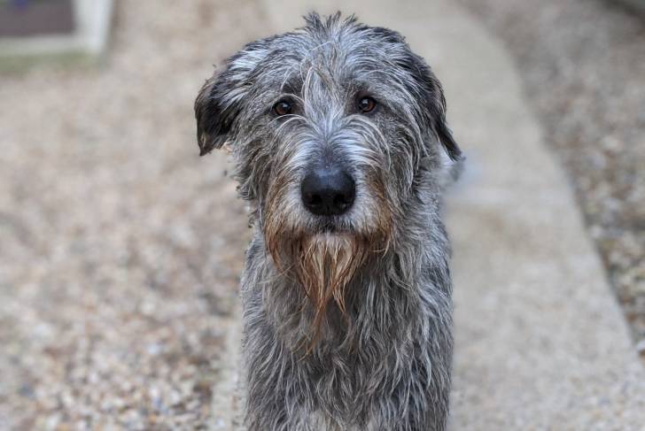 Photo Irish Wolfhound