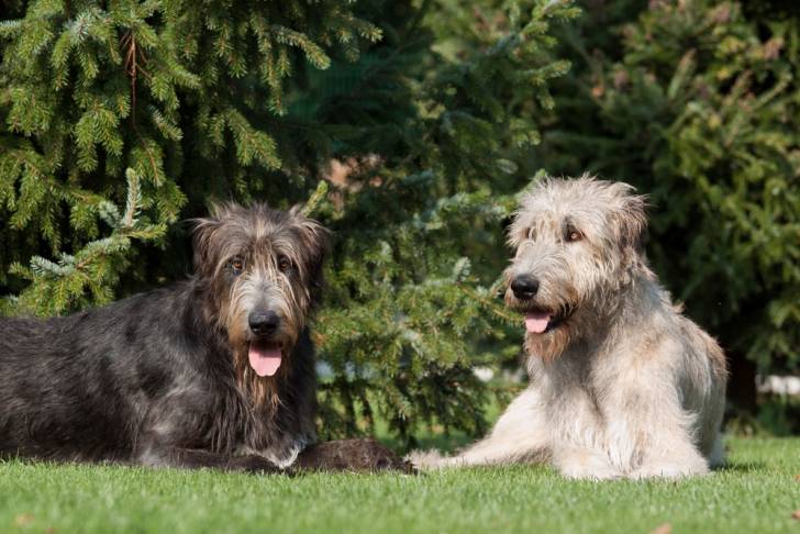 Photo Irish Wolfhound