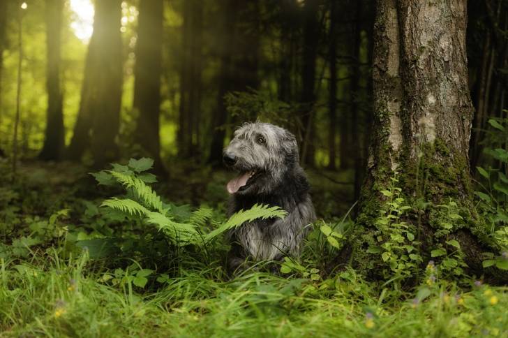 Photo Irish Wolfhound