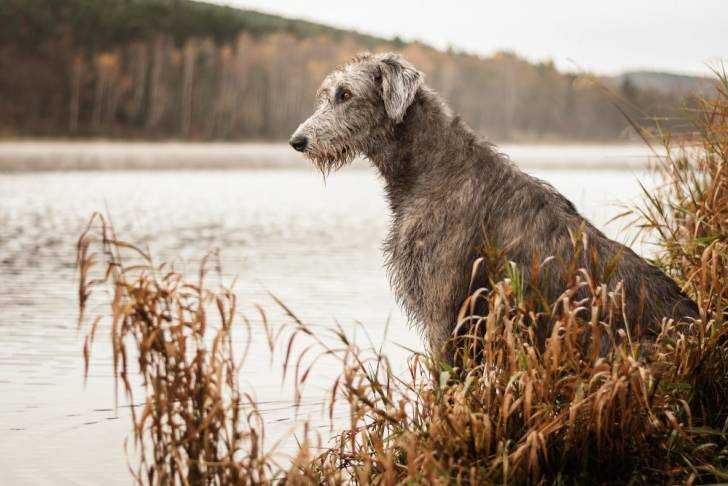 Photo Irish Wolfhound
