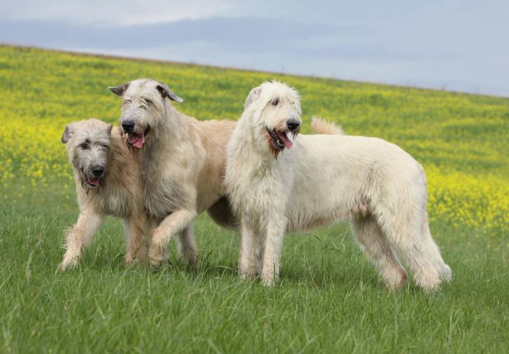 Photo Irish Wolfhound