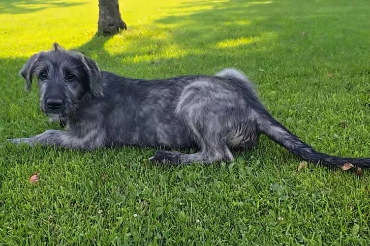 Un Irish Wolfhound allongé sur une surface gazonnée 
