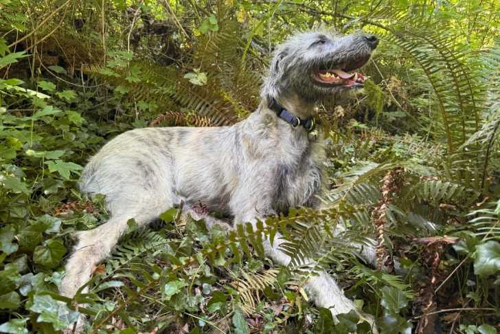 Un Irish Wolfhound allongé sur une surface herbacée et portant un collier autour du cou