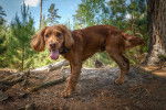 Un Cocker Jack au pelage marron, dans une forêt