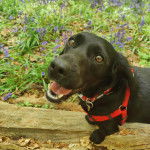 Un Cocker Jack au pelage noir ayant la gueule ouverte et portant un harnais de couleur rouge. 