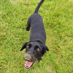 Un Cocker Jack au pelage noir ayant la gueule ouverte, un peu de sable au nez et semblant jouer