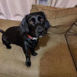 Un Cocker Jack regardant la caméra, assis dans un canapé et portant un collier autour du coul