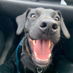 Un Cocker Jack au pelage noir, dans un véhicule, ayant la gueule ouverte et semblant jouer.