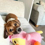 Un Cocker Jack au pelage bicolore allongé sur un canapé et ayant la tête posée sur une peluche.