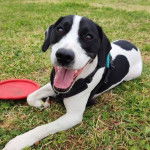 Un Cocker Jack au pelage bicolore, allongé sur une surface gazonnée, ayant la gueule ouverte et portant un harnais.