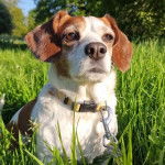 Un Cocker Jack au pelage bicolore, assis dans un champ d'herbe verte et qui est tenu en laisse