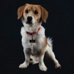 Gros plan d'un Cocker Jack au pelage bicolore, assis et portant un collier autour du cou