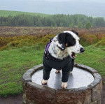 Un Cocker Jack au pelage blanc tachetée de noir ayant la gueule ouverte et portant un pull pour chien de couleur noir.