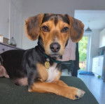 Un Cocker Jack au pelage tricolore allongé sur un canapé, portant un collier autour du cou et regardant la caméra