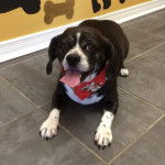 Un Cocker Jack, allongé sur un sol carrelé, tirant la langue et portant un foulard rouge autour du cou.