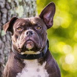 Gros plan d'un Cocker Jack au pelage noir blanc portant un collier autour du cou et regardant la caméra