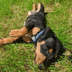 Un Cocker Jack au pelage tricolore, allongé sur une surface herbacée et semblant jouer