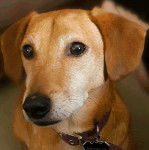 Un Cocker Jack au pelage marron portant une petite médaille au cou et regardant la caméra 