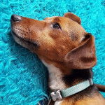 Un Cocker Jack au pelage tricolore allongé sur un tapis et portant un collier autour du cou