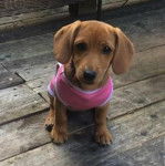 Un Cocker Jack au pelage fauve, aux oreilles tombantes, assis sur un plancher  en bois et portant un habit pour chien rose 