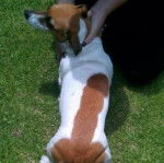 Un Cocker Jack au pelage bicolore se faisant caresser la fourrure par une femme.