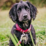 Un Cocker Jack assis dans une surface d'herbacée regardant la caméra et qui est tenu en laisse.enu 