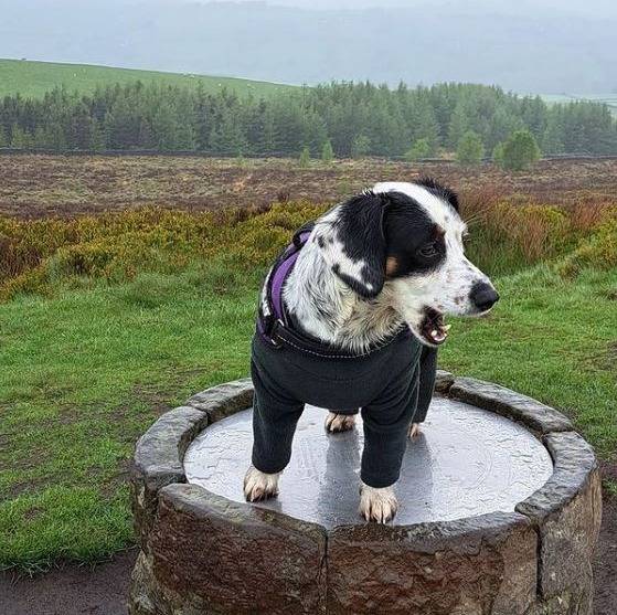Un Cocker Jack au pelage blanc tachetée de noir ayant la gueule ouverte et portant un pull pour chien de couleur noir.