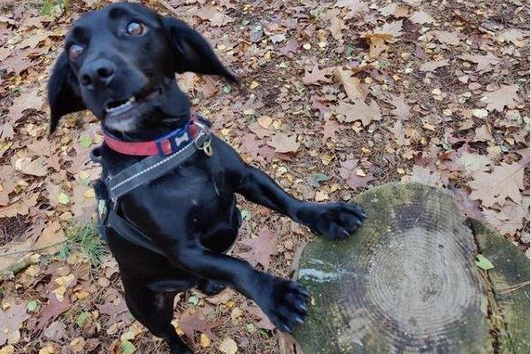 Un Cocker Jack au pelage noir, dans une fôret, portant un harnais et posant ses pattes avant sur un bois 