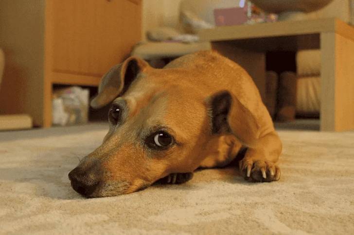 Un Cocker Jack, allongé sur un tapis et regardant la caméra