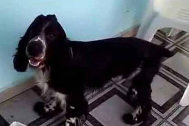 Un Cocker Jack au pelage bicolore, debout sur ses quatre pattes dans un pièce et regardant la caméra