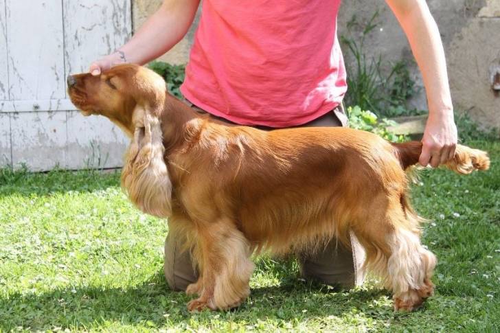 Profil d'un Cocker Jack au pelage bicolore, ayant son museau et sa queue dans les mains d'une personne 