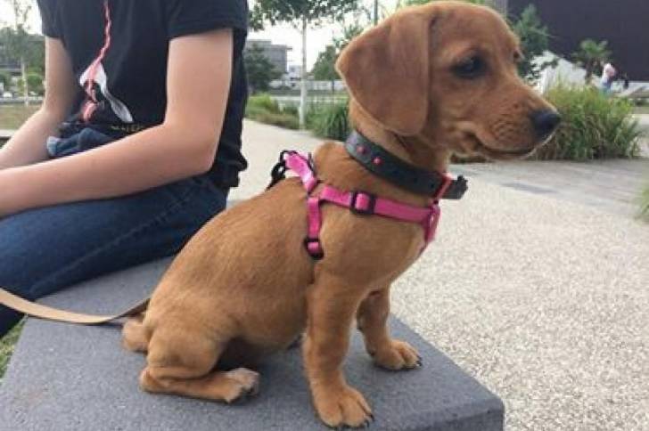 Un chiot Cocker Jack au pelage fauve, assis à côté d'une personne et qui est tenu en laisse.