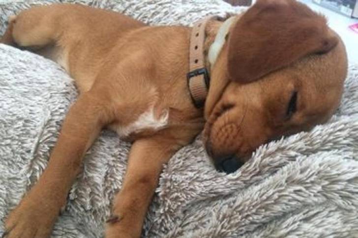 Un Cocker Jack, allongé dans une couchette pour chien et semblant dormir